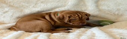Hungarian Vizsla dogs for sale: Beautiful Hungarian Vizsla Puppies – 5⭐ Homes Only - Advert 10