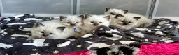 Ragdoll cats for sale: RAGDOLL Kittens  - Advert 8