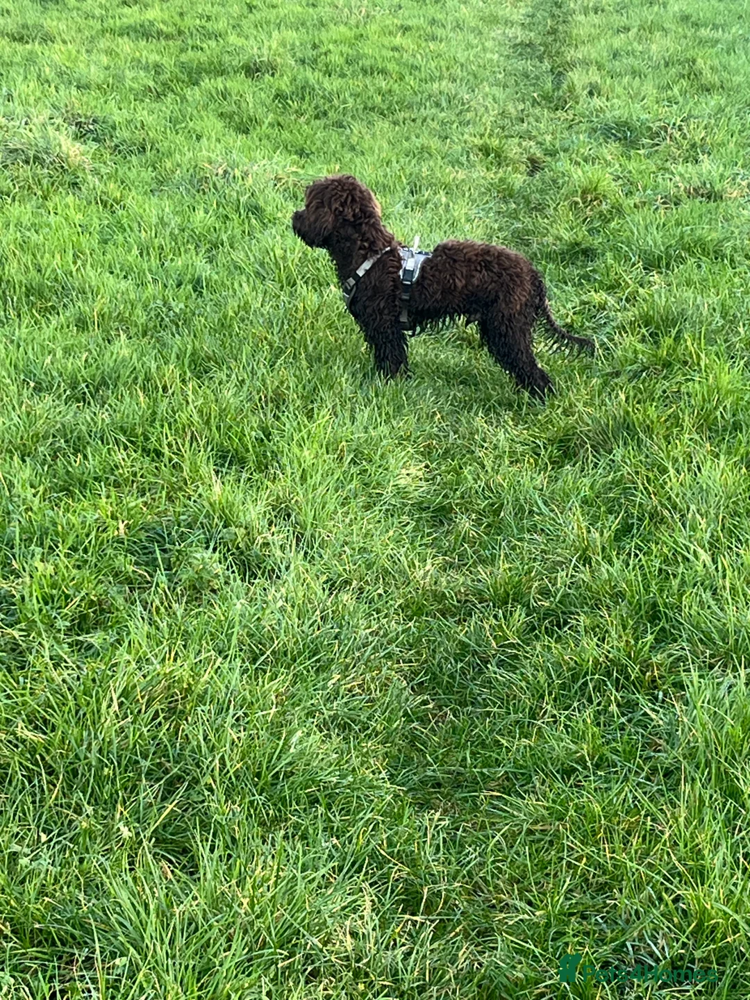 Cockapoo dogs for sale: 10 month old cockapoo  - Advert 2