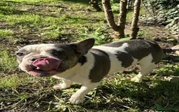 French Bulldog dogs for sale: French Bulldog Girl  - Advert 10