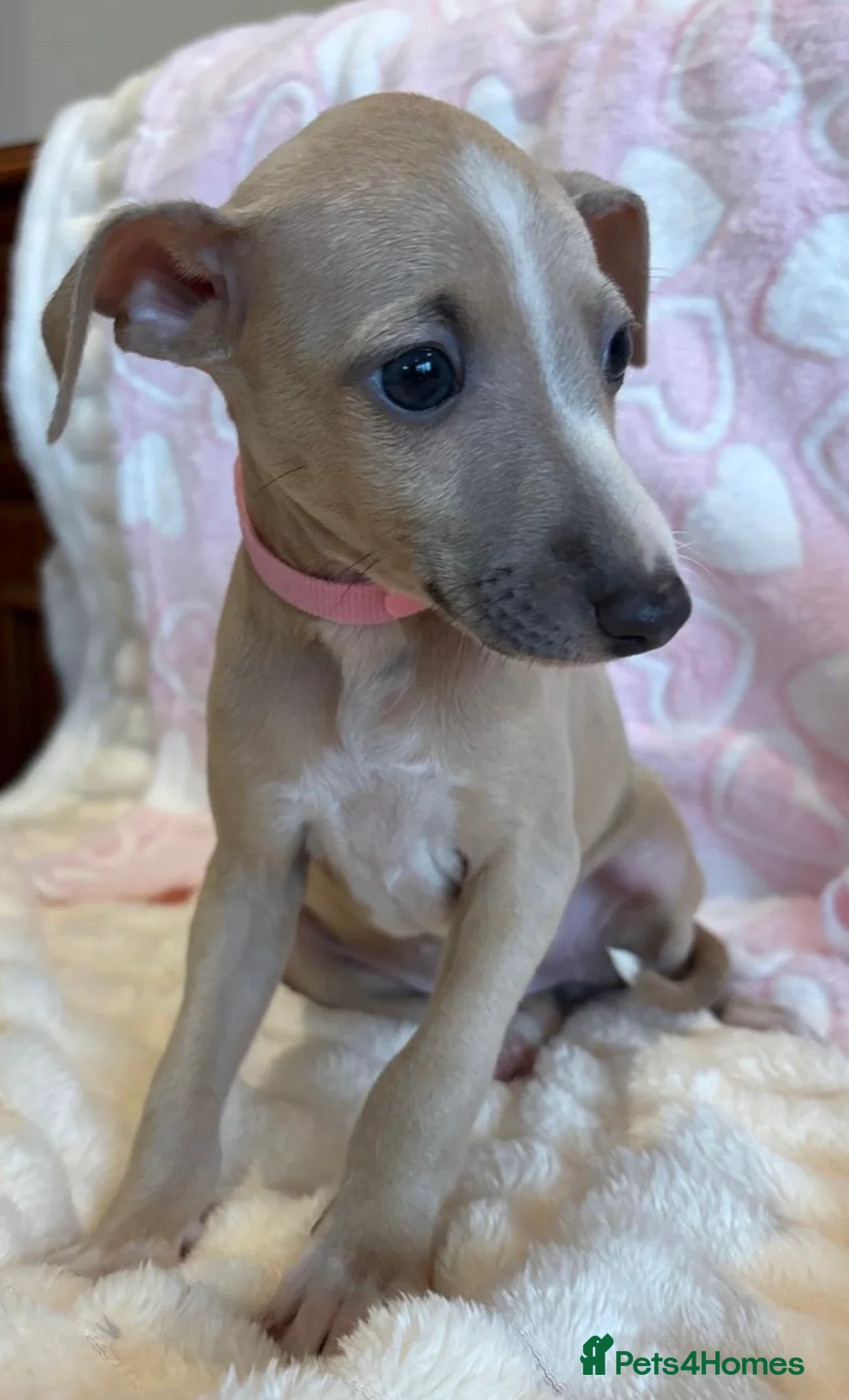 Mixed Breed dogs for sale: Gorgeous 3/4 ITALIAN GREYHOUND pups - Advert 7