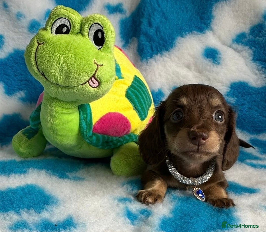 Miniature Dachshund dogs for sale: Beautiful mini long haired pups available  - Image 9