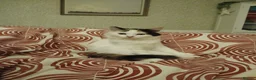 Mixed Breed cats for sale: Female kitten seeking new home  - Advert 22