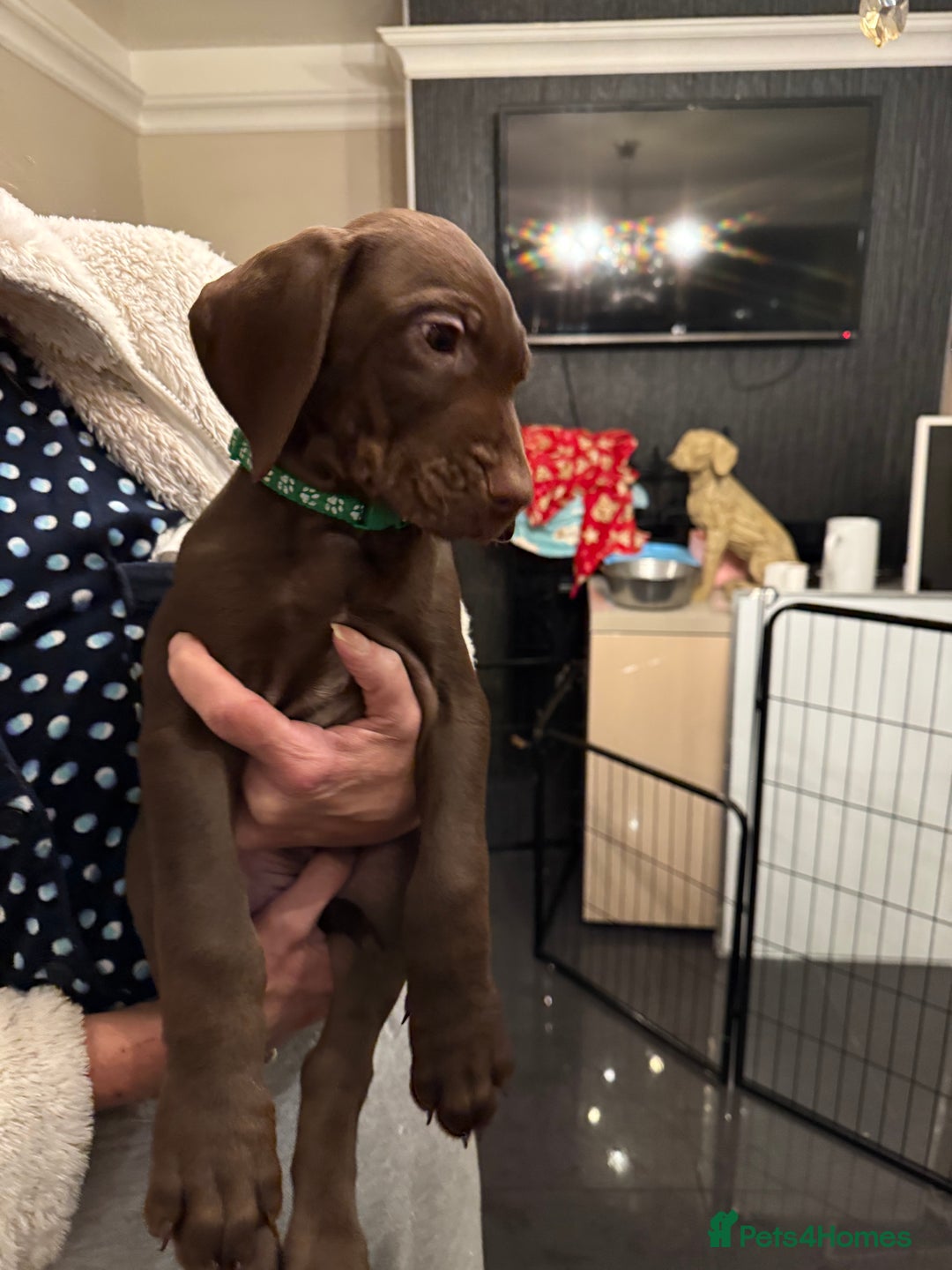 Mixed Breed dogs for sale: Well reared Quality puppies - Advert 10