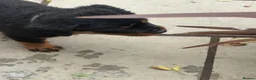 Rottweiler dogs for sale: ⭐️4 Rottweiler Boys For Sale ⭐️ - Advert 6