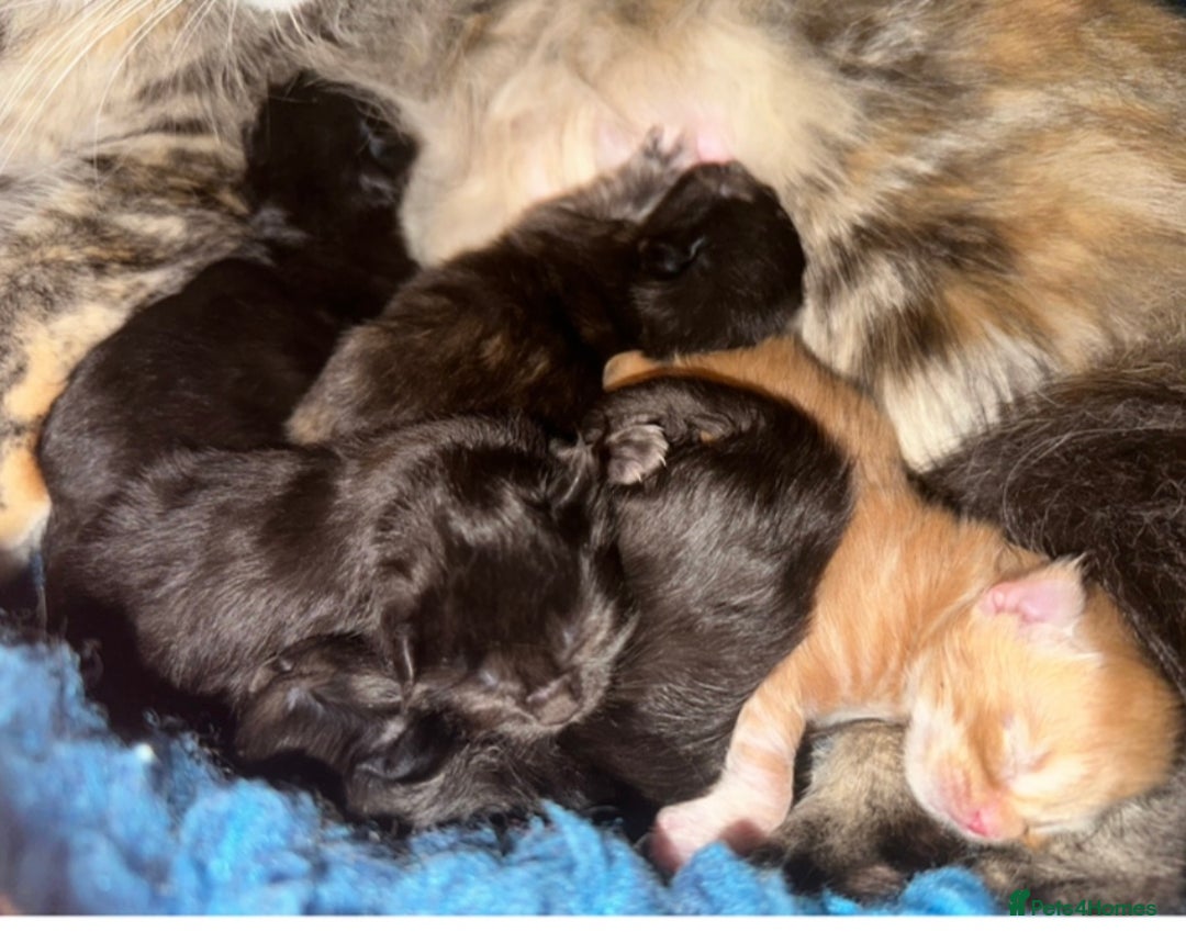 Maine Coon cats for sale: Tica Registered Maine Coons  - Advert 5