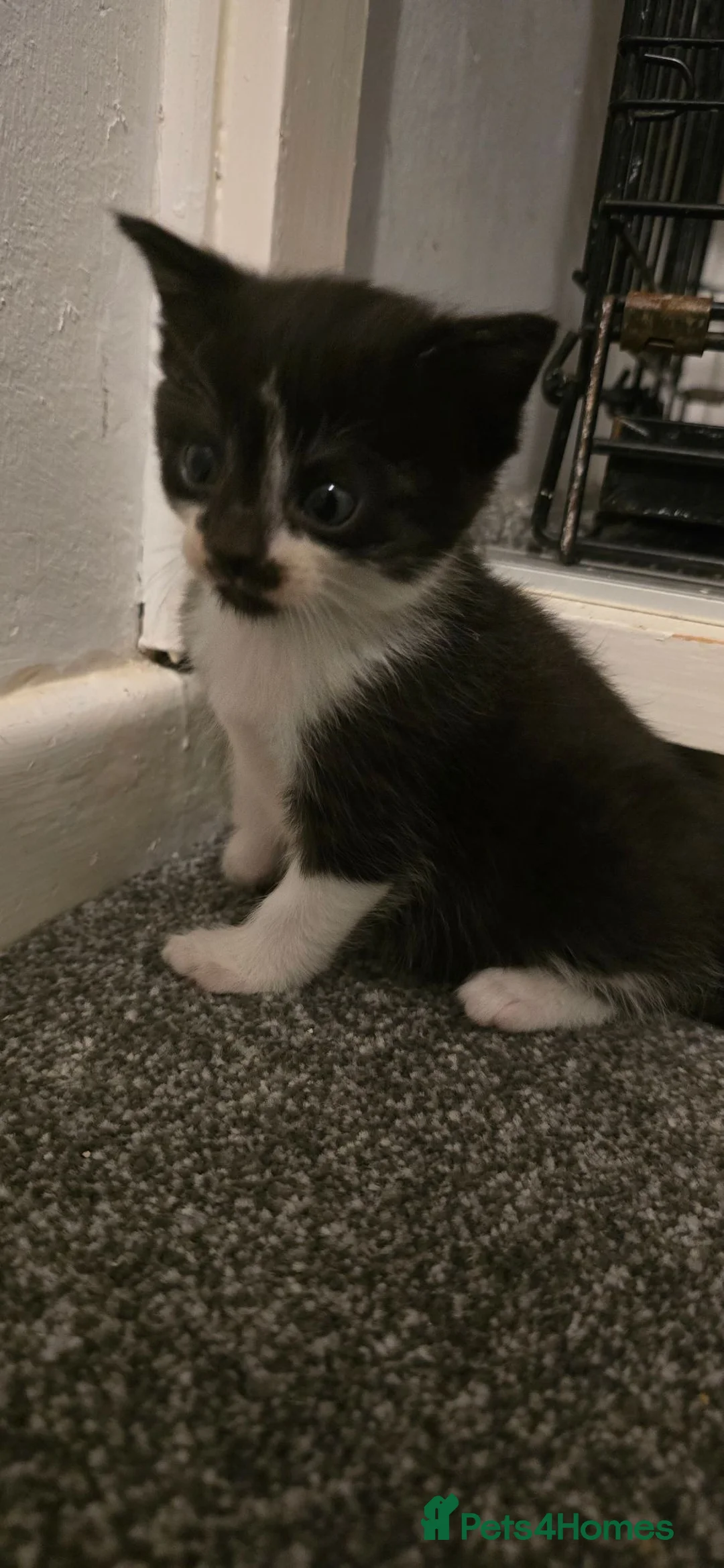 Mixed Breed cats for sale: Black and white boy  - Advert 2