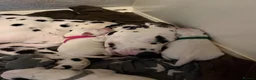 Dalmatian dogs for sale: Beautiful KC reg Dalmatian pups - Advert 16