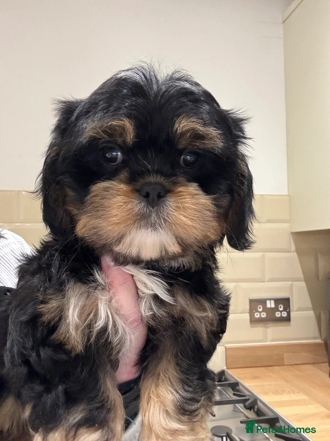 Cava Tzu dogs for sale: Cavashi cavatzu boys READY NOW  - Advert 3
