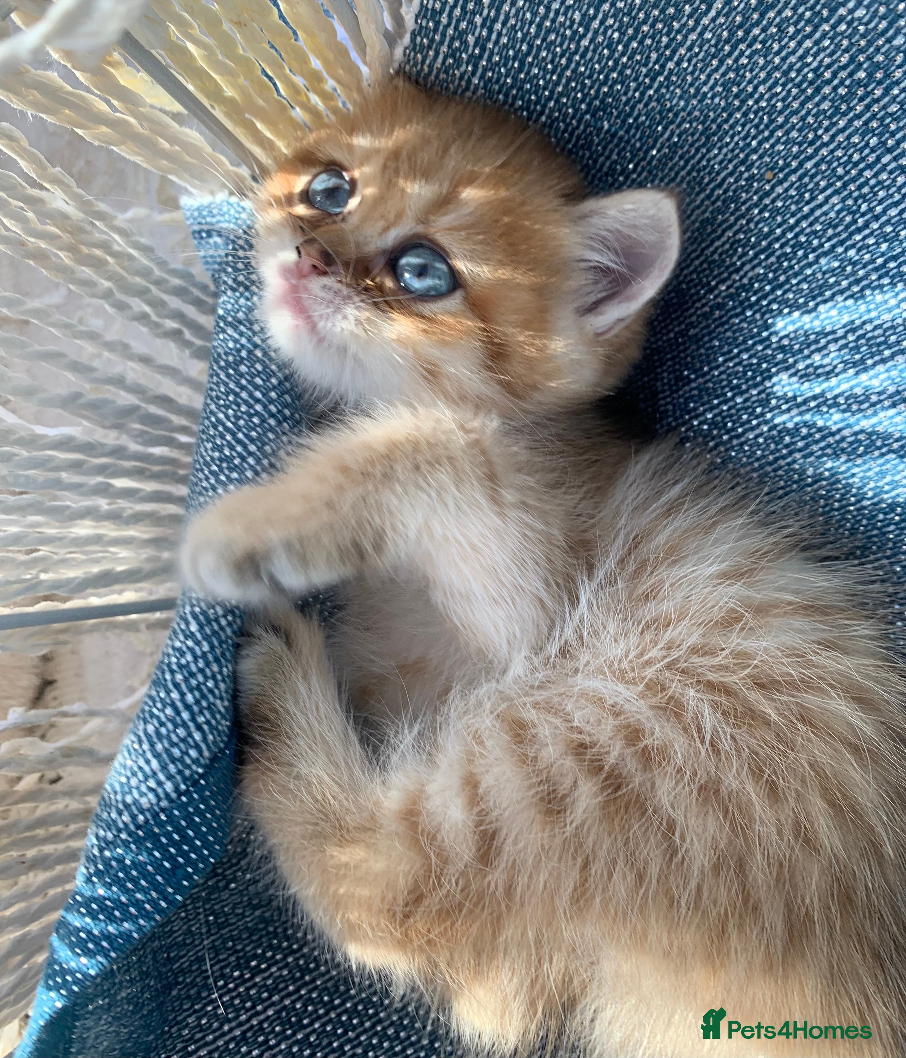 British Shorthair cats LUXURİUS GCCS CHAMPİON LINES BSH GOLDEN KITTENS  - Advert 16