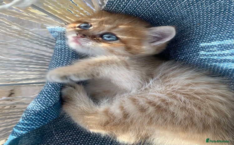 British Shorthair cats Very special BSH Golden kittens  - Advert 15