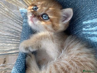 British Shorthair cats Luxurious champion lines BSH golden chinchilla - Advert 16