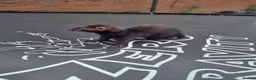 Ferret rodents for sale: Black self kit  in Newport - Advert 5