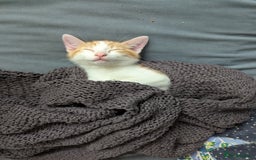 British Shorthair cats for sale: 4 adorable 9 week old kittens for sale - Image 13