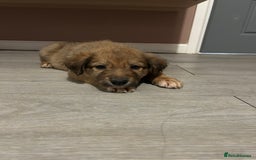 Mixed Breed dogs for sale: Welsh collies X Border collie - Image 13