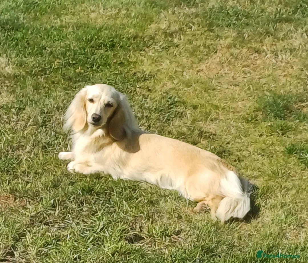 Miniature Dachshund dogs for sale: Miniature longhaired cream dachshund  - Advert 3