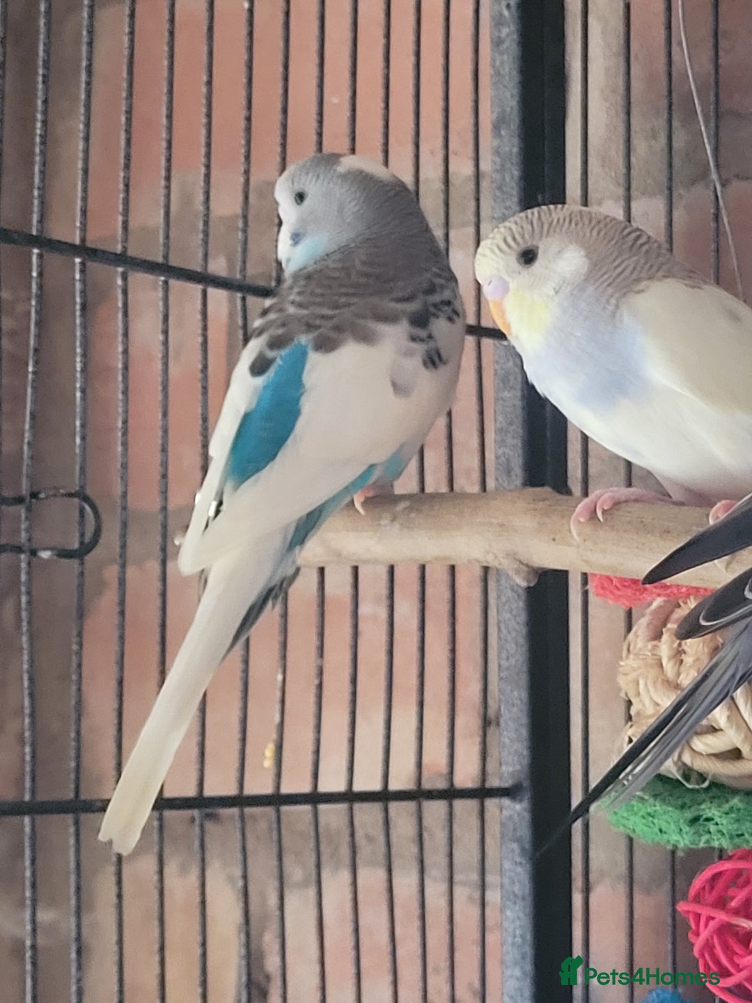 Budgerigars birds for sale: Baby Budgies  - Image 10