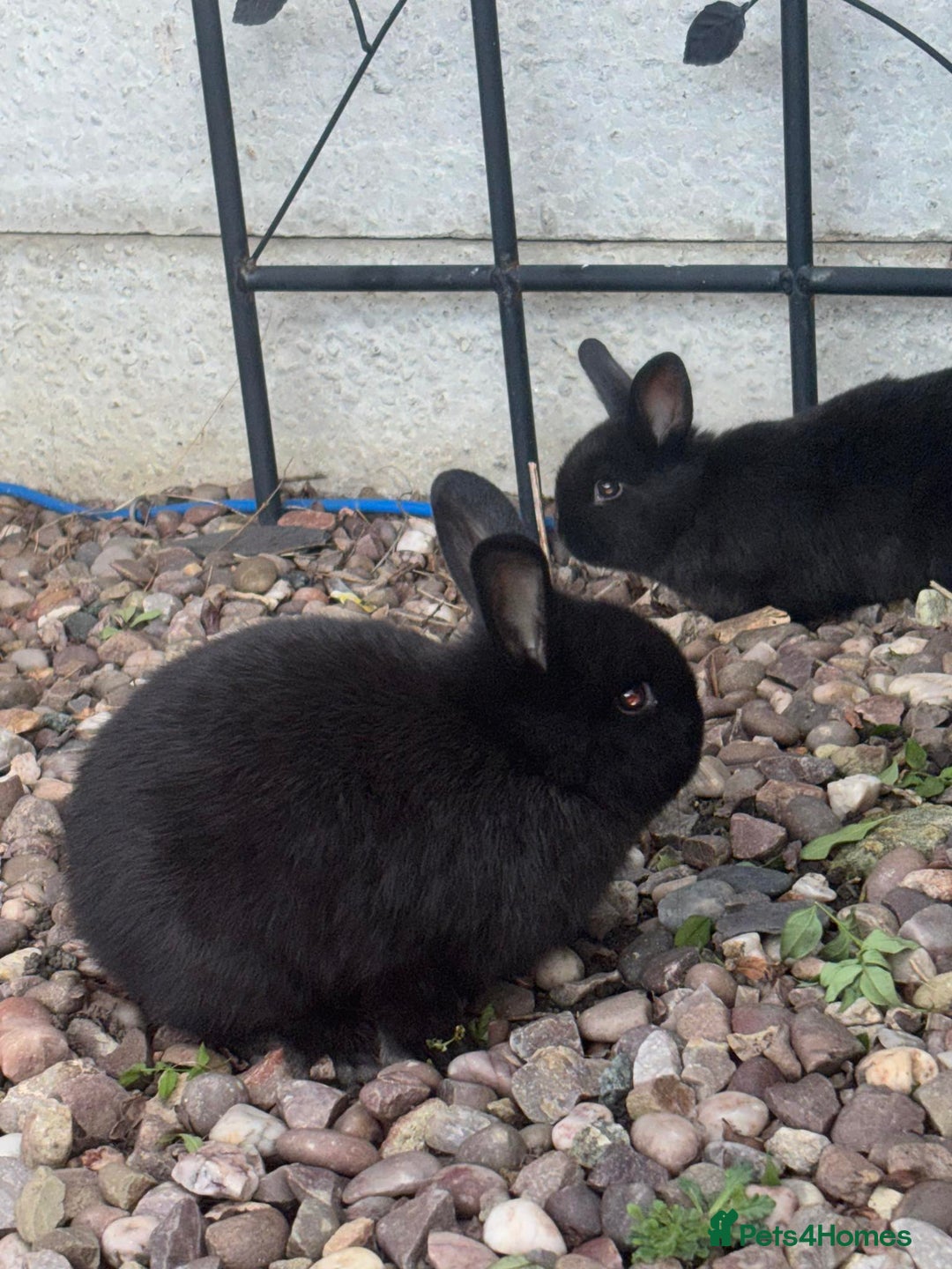 Mini Lop rabbits for sale: 5 beautiful mini lop x netherland dwarf babies - Image 5