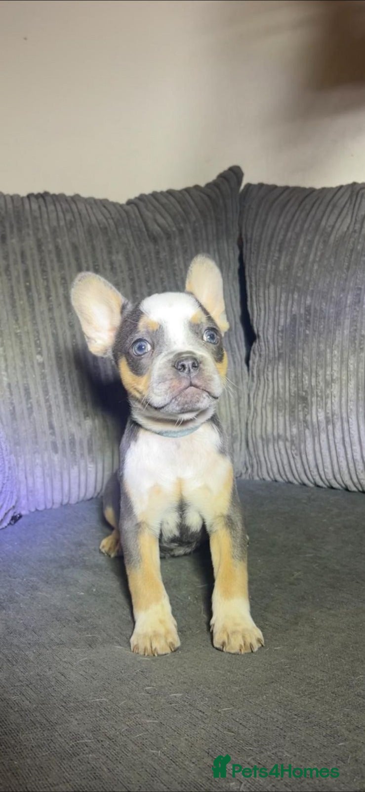 French Bulldog dogs Premium French Bulldog Puppies  - Advert 1