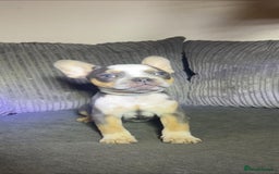 French Bulldog dogs for sale: Premium French Bulldog Puppies  - Advert 8