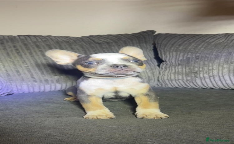 French Bulldog dogs Premium French Bulldog Puppies  - Advert 1