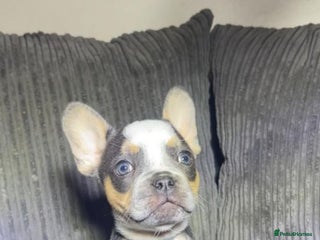 French Bulldog dogs Premium French Bulldog Puppies - Advert 1
