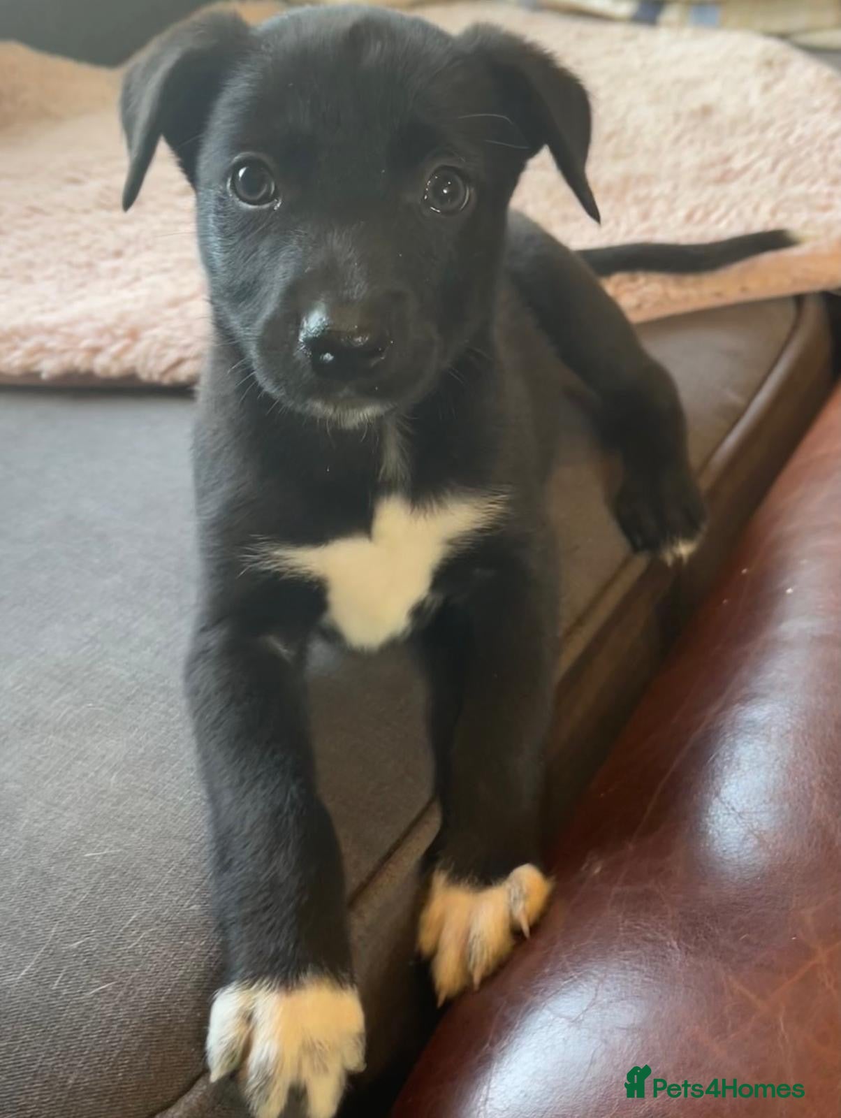 Borador dogs for sale: Collie x Labrador’s  - Advert 3
