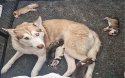 Siberian Husky dogs for sale: Siberian husky puppies  - Image 10