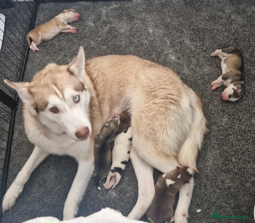 Siberian Husky dogs for sale: Siberian husky puppies  - Image 10