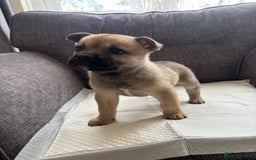 Mixed Breed dogs for sale: Beautiful fluffy puppies  - Image 4