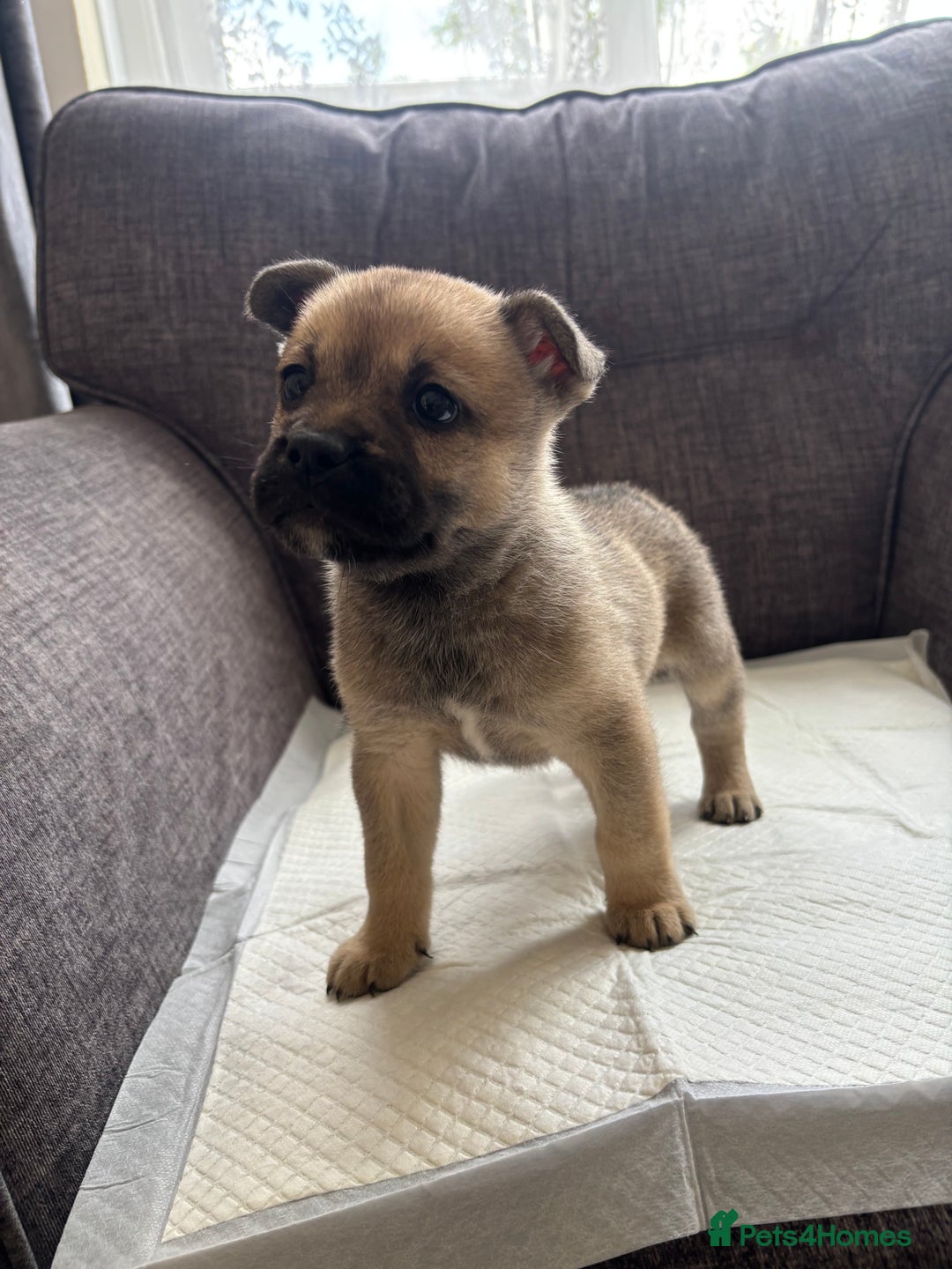 Mixed Breed dogs for sale: Beautiful fluffy puppies  - Image 4