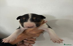 English Bull Terrier dogs for sale: English Bull Terrier puppies🐾KC Registered  - Image 16