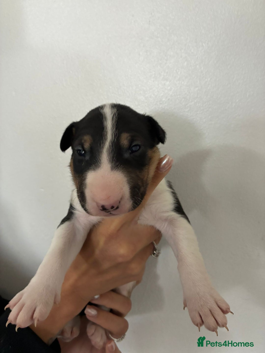 English Bull Terrier dogs for sale: English Bull Terrier puppies🐾KC Registered  - Image 16