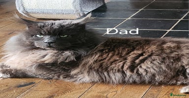 Maine Coon cats - Advert 11