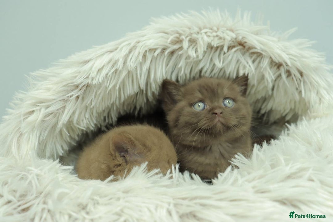 British Shorthair cats for sale: Stunning BHS Champions blood lines kittens  - Advert 25