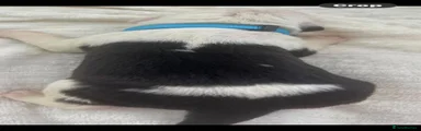 Mixed Breed Puppy 7