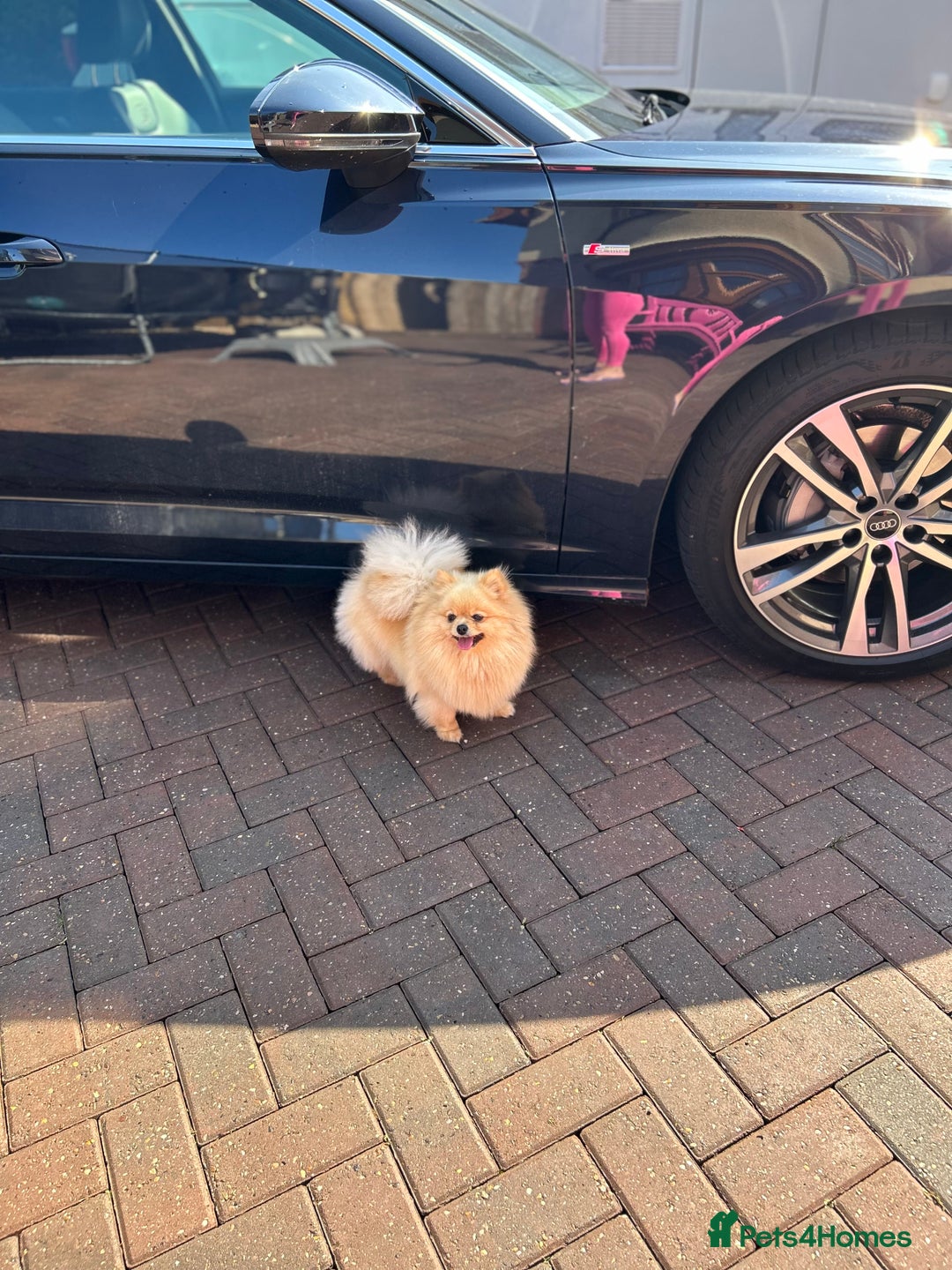 Pomeranian dogs for sale: Bella from Russia 🇷🇺  - Image 8