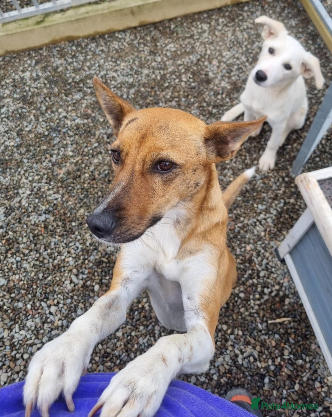 Mixed Breed dogs for adoption: Dahlia - In Ayr looking for a home  - Image 6