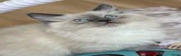 Ragdoll cats for sale: BEAUTIFUL RAGDOLL KITTENS READY NOW  - Advert 12