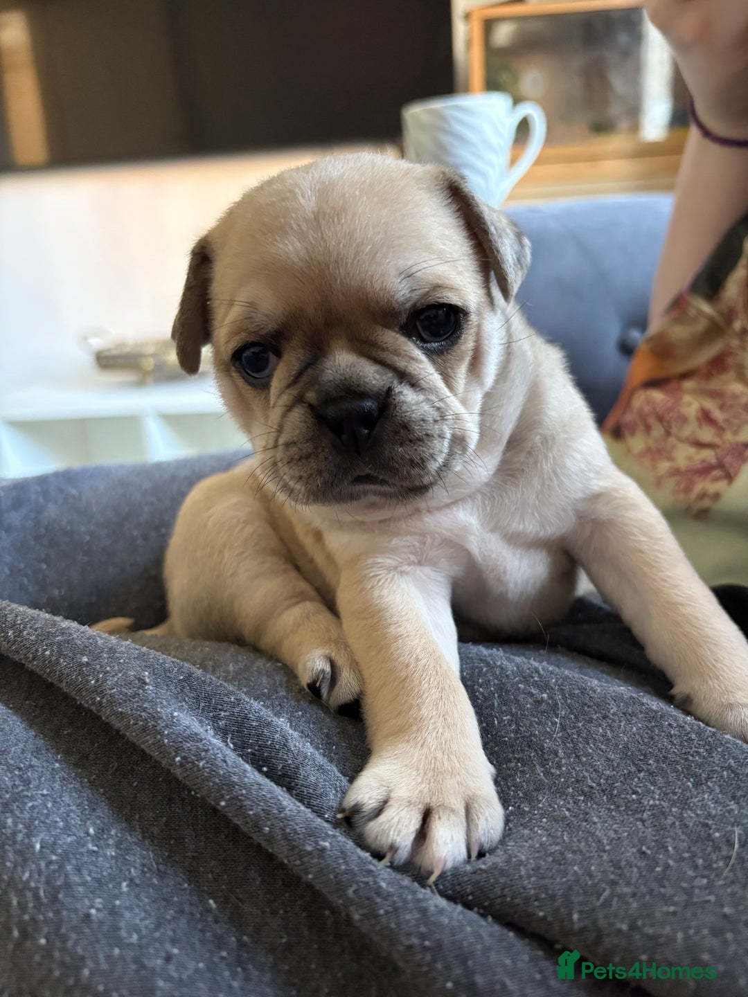 Frug dogs for sale: Beautiful baby Frug’s - Image 3