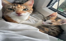 British Longhair cats for sale: Ellie - Image 2