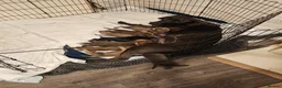 Mixed Breed dogs for sale: Doberman mix  in Nottingham - Advert 39