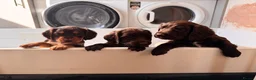 Sprocker dogs for sale: Beautiful Sprocker Puppies For Sale  - Advert 4