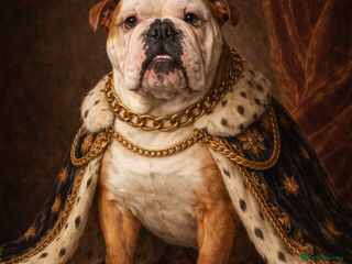 English Bulldog dogs Silver Health Tested - King 👑 joins the Stud Team - Advert 1