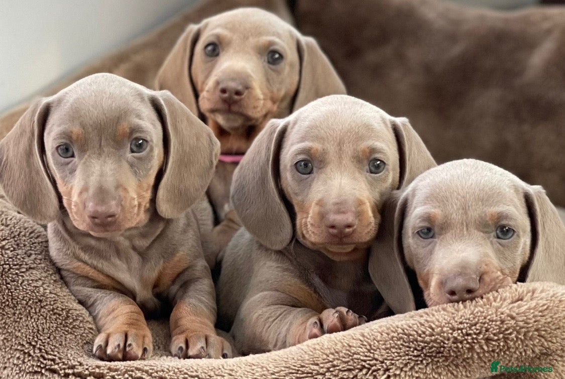Miniature Dachshund dogs KC Isabella Dapple Miniature Dachshund - Advert 2