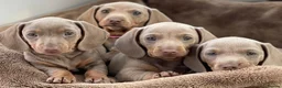 Miniature Dachshund dogs for sale: KC Isabella Dapple Miniature Dachshund - Advert 2