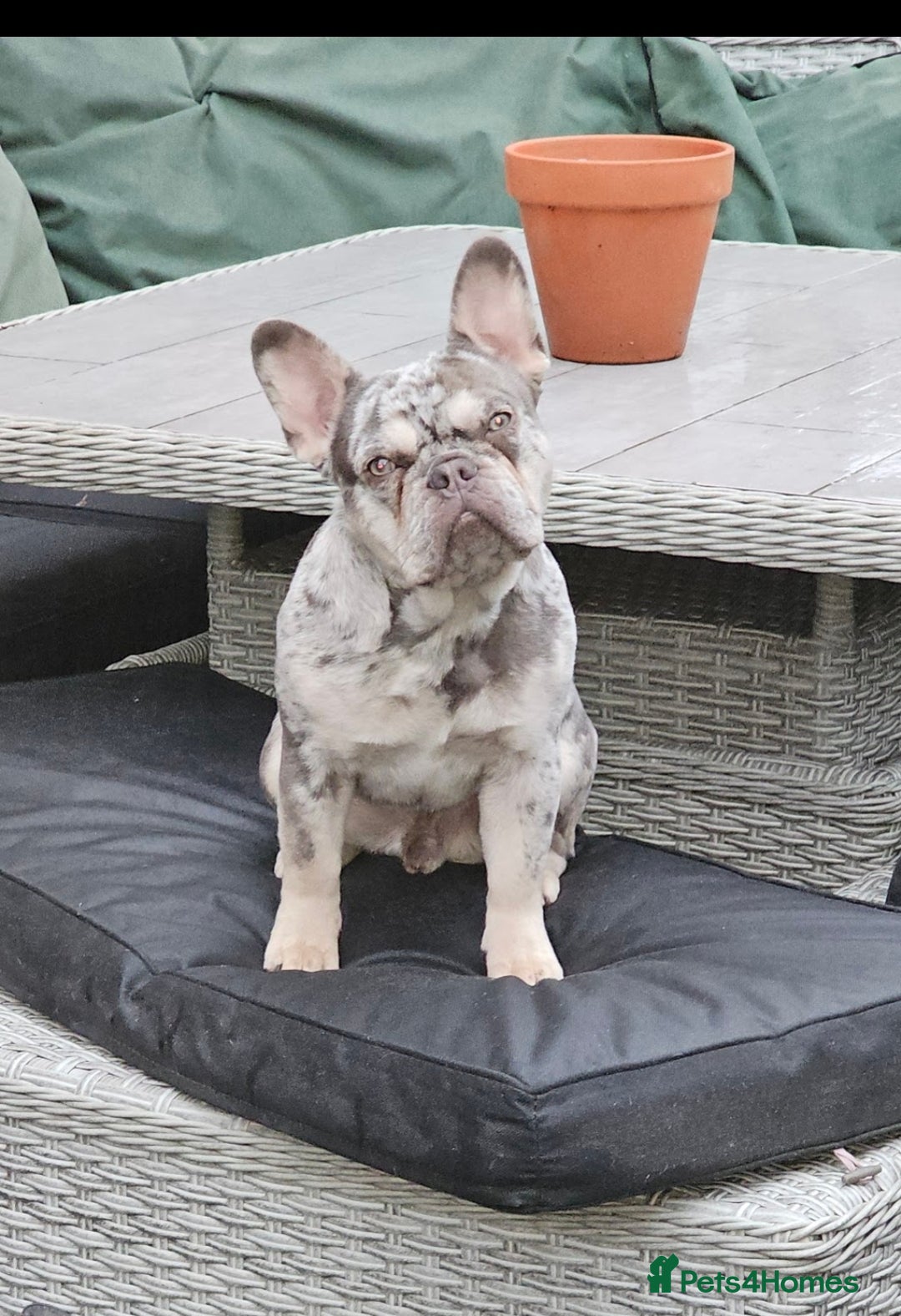 French Bulldog dogs for stud: Lilac merle for stud - Advert 3