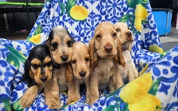 Cocker Spaniel dogs for sale: SHOW COCKERS READY NOW LAST LEMON BOY AND GIRL - Image 11