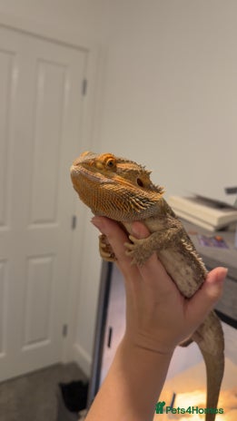 Bearded Dragon reptiles - Advert 1