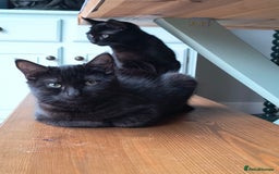 Mixed Breed cats for sale: Robin & Rosie - Image 8